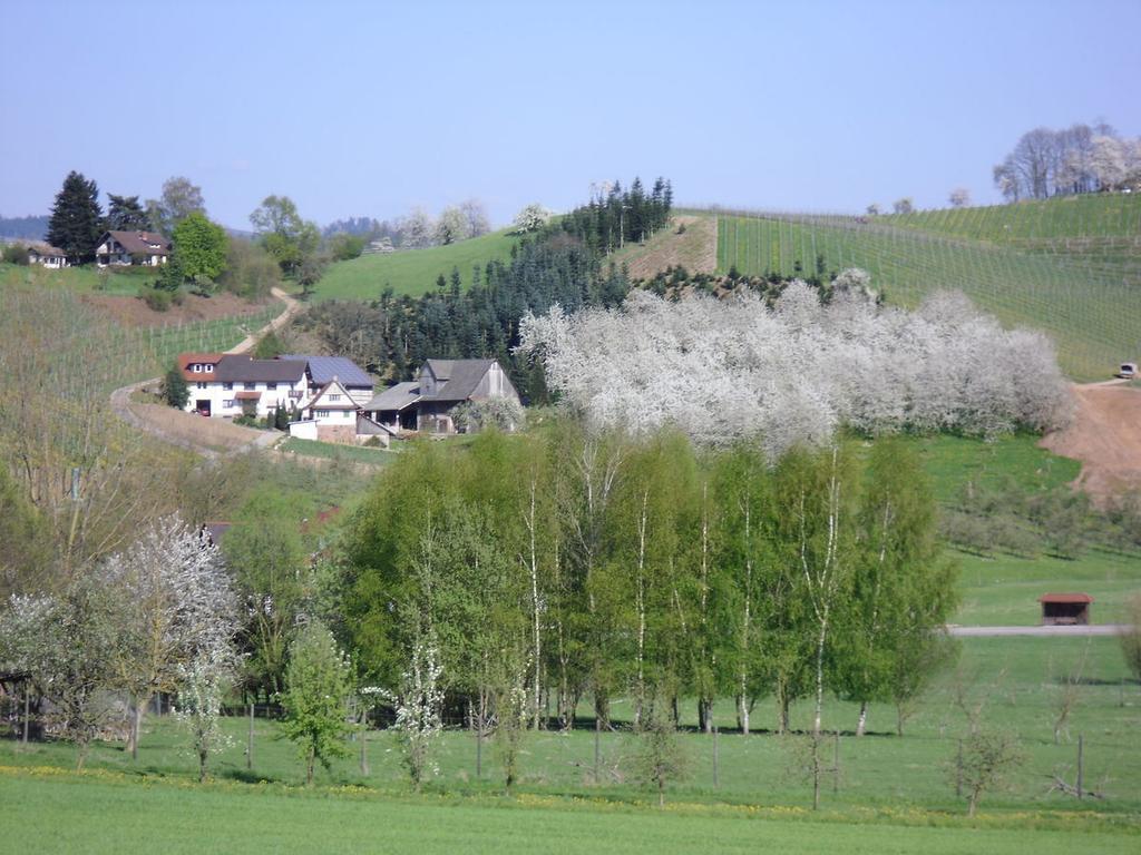 Ferienwohnung Am Weinberg Oberkirch  Exteriör bild